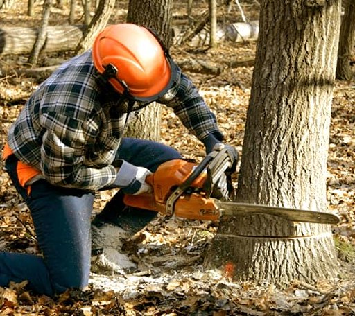 Tree Removal in Syracuse, NE
